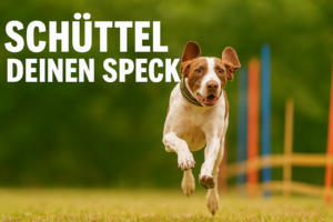 Mehr über den Artikel erfahren Schüttel deinen Speck – Mantrailen nach den Feiertagen